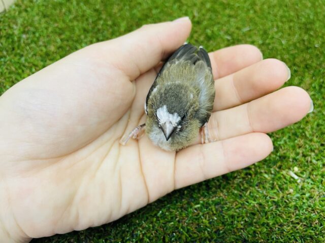 十姉妹（ジュウシマツ）