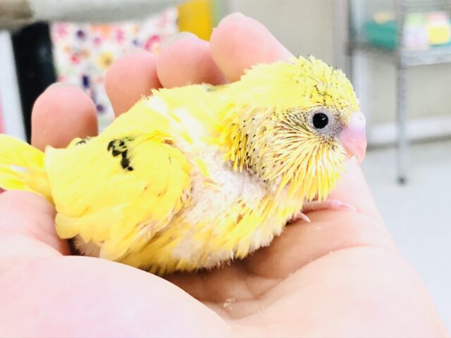 セキセイインコ
