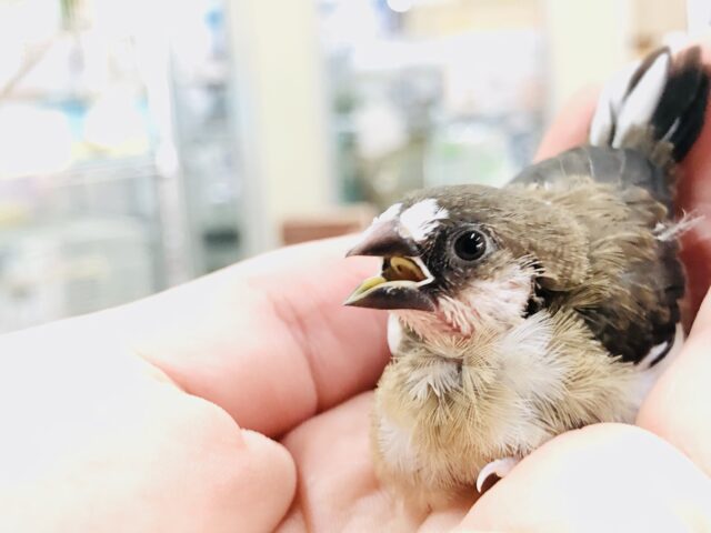 十姉妹（ジュウシマツ）