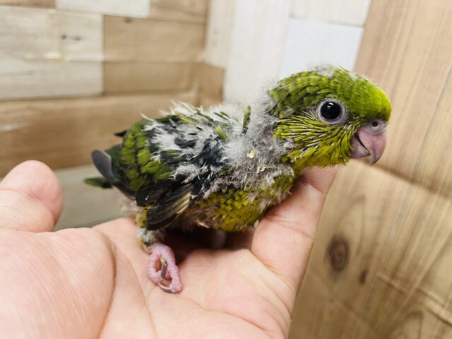 サザナミインコ