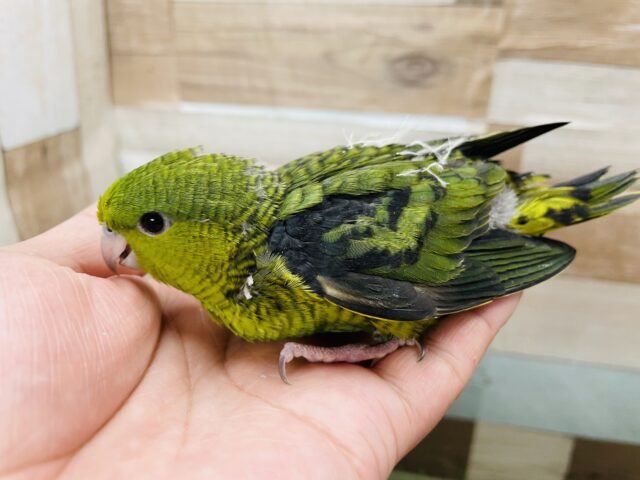 サザナミインコ