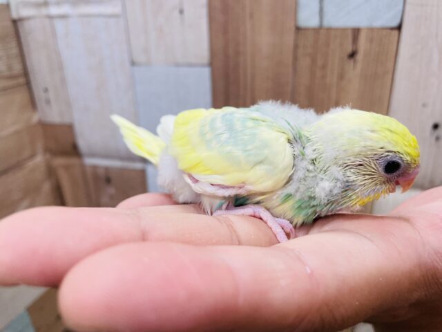 セキセイインコ
