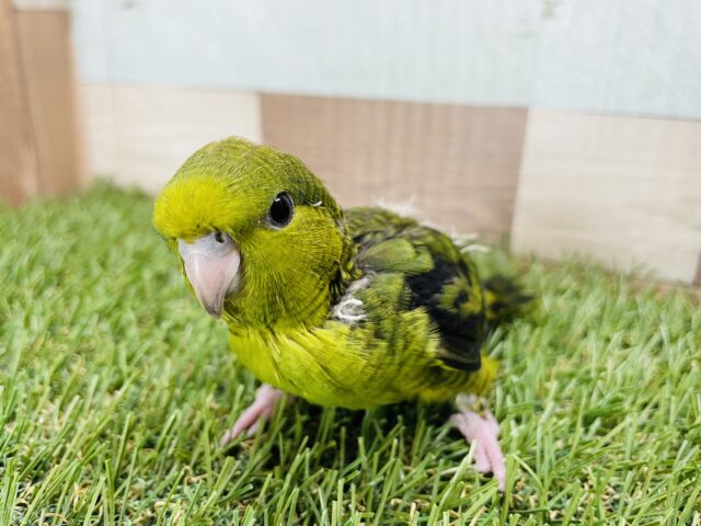 サザナミインコ