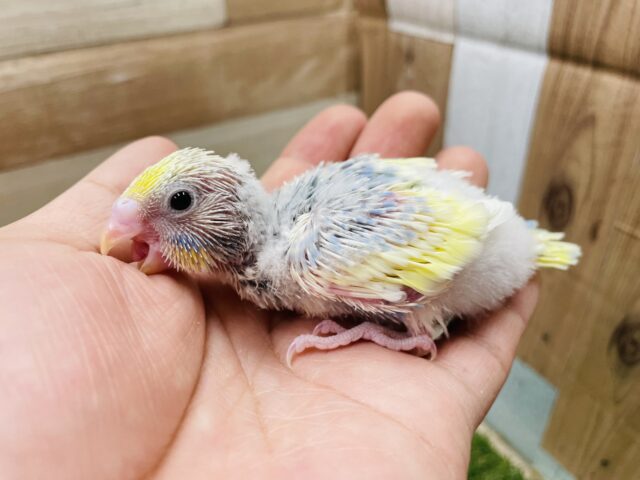 セキセイインコ