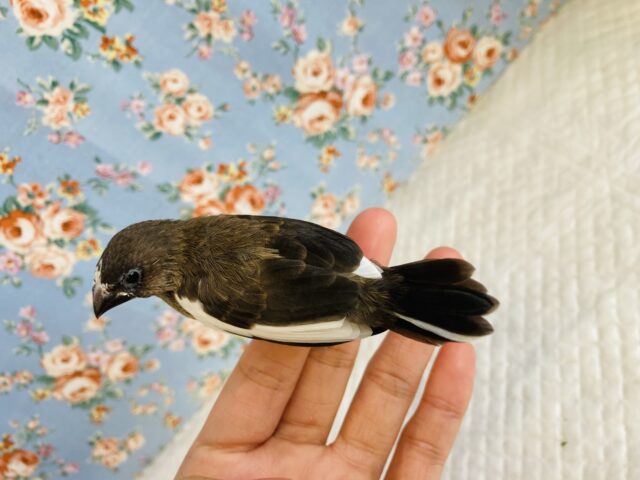 十姉妹（ジュウシマツ）