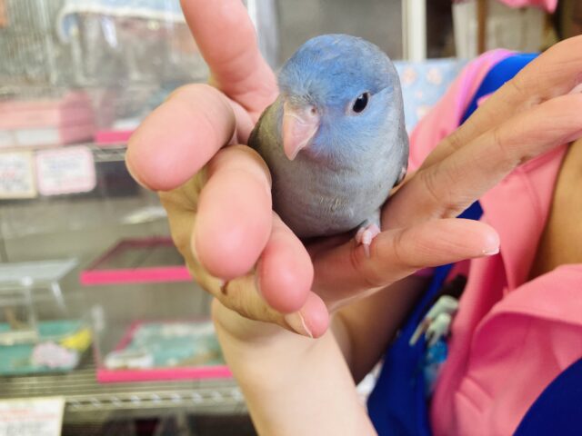 サザナミインコ