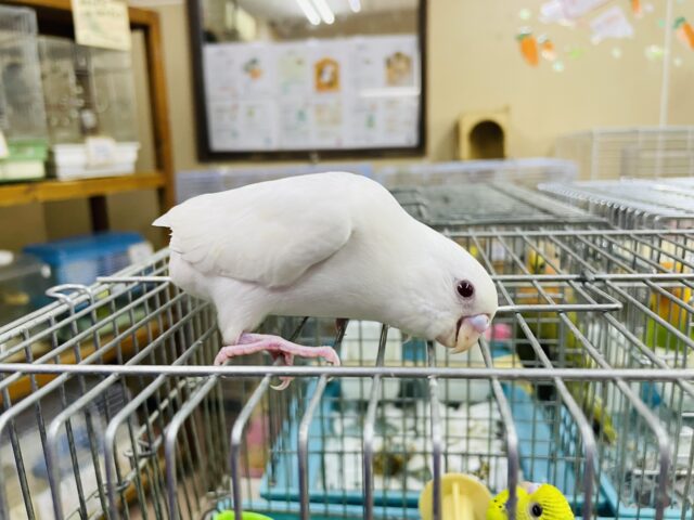 セキセイインコ