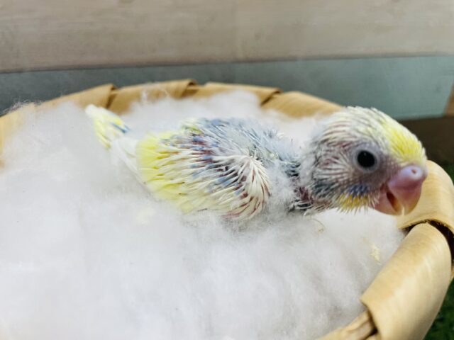 セキセイインコ