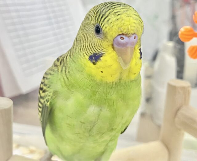 セキセイインコ
