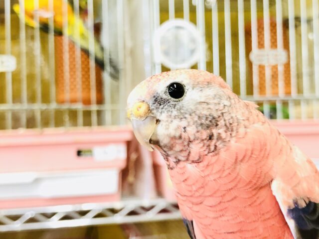 アキクサインコ（秋草インコ）