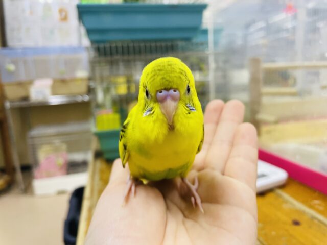 セキセイインコ