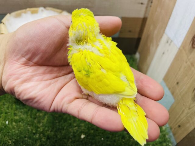 セキセイインコ