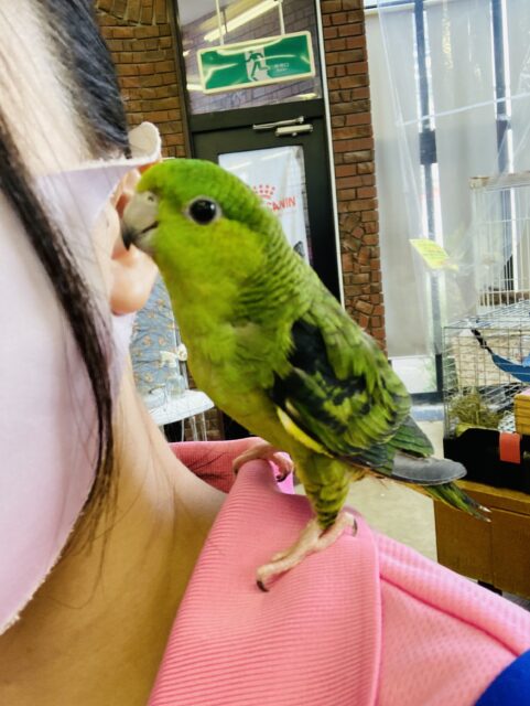 サザナミインコ