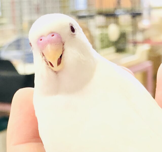 セキセイインコ