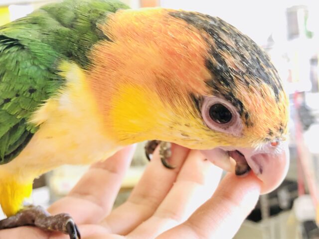 シロハラインコ