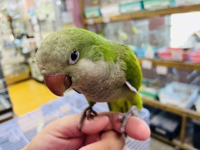 オキナインコ