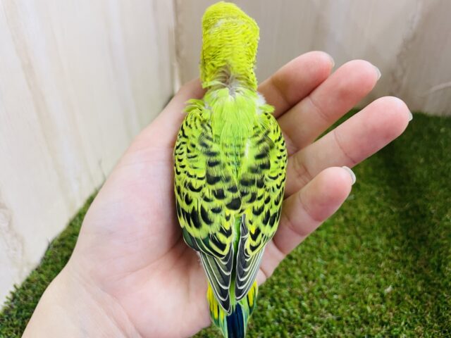 セキセイインコ