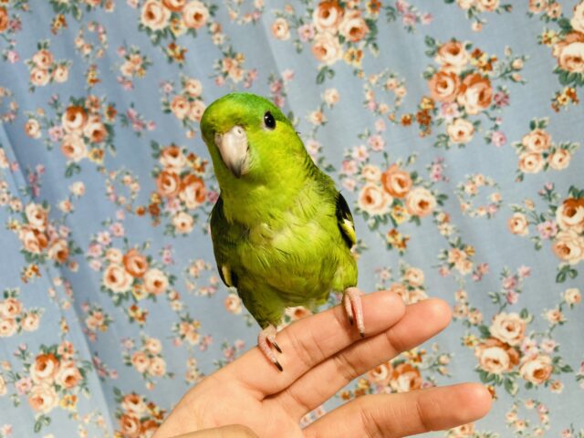 サザナミインコ