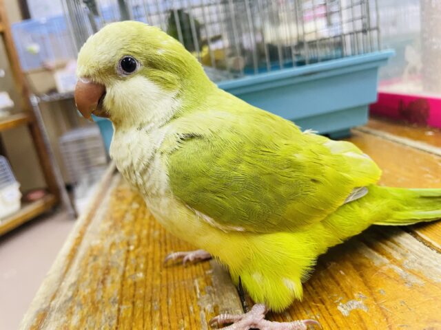 オキナインコ
