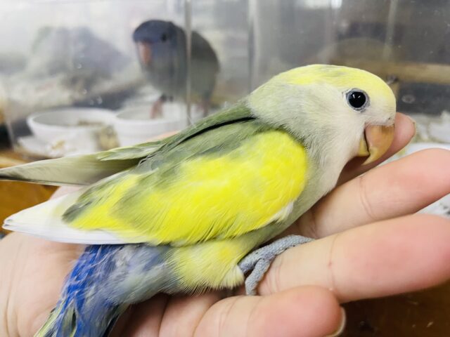 コザクラインコ（小桜インコ）