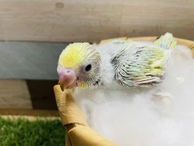 セキセイインコ