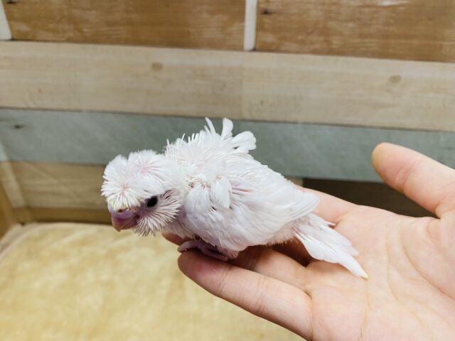 羽衣セキセイインコ