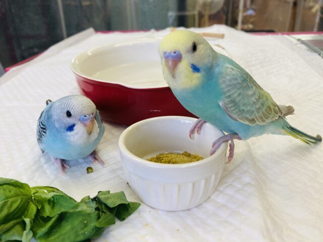 セキセイインコ