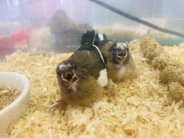 十姉妹（ジュウシマツ）