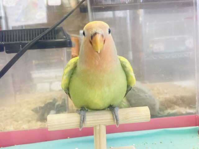 コザクラインコ（小桜インコ）