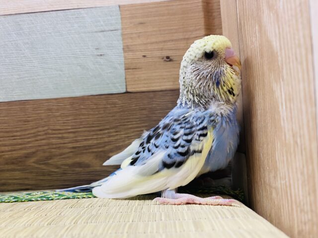 ジャンボセキセイインコ