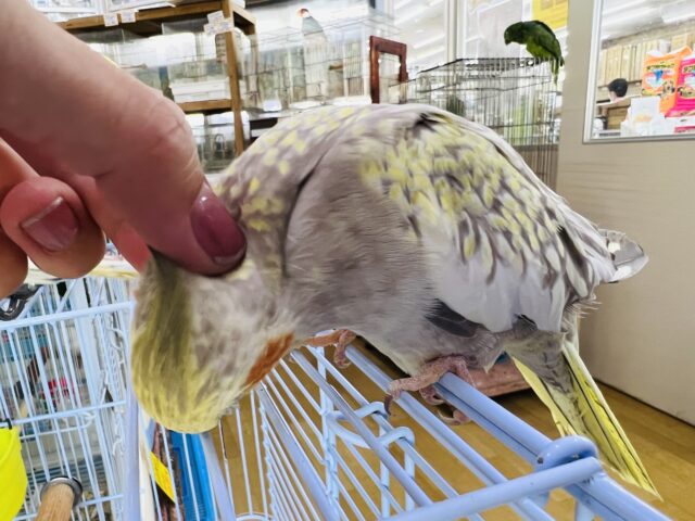 オカメインコ