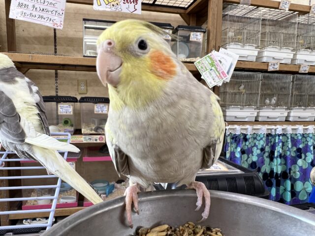 オカメインコ