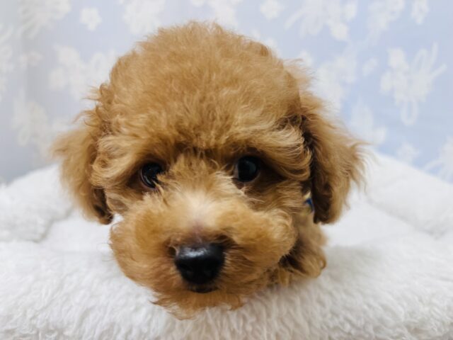 トイプードル