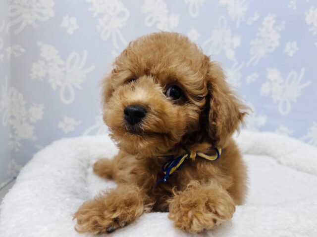 トイプードル
