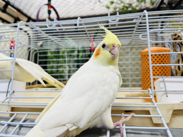 オカメインコ