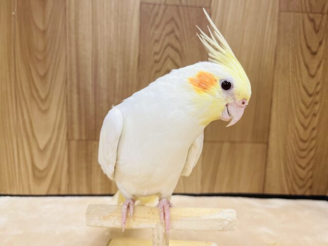 オカメインコ