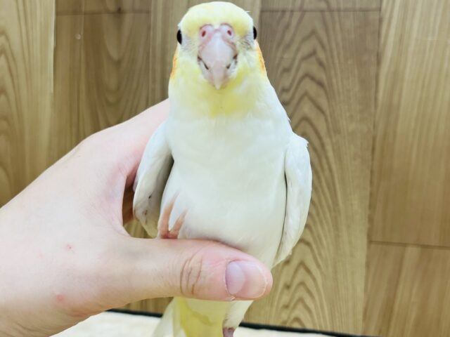 オカメインコ
