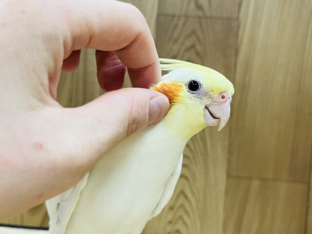 オカメインコ