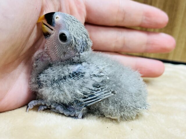 コザクラインコ（小桜インコ）