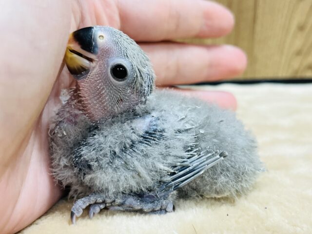 コザクラインコ（小桜インコ）