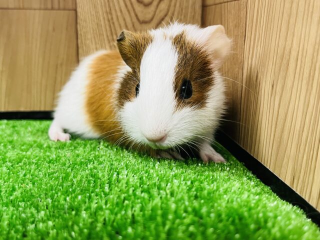 イングリッシュモルモット