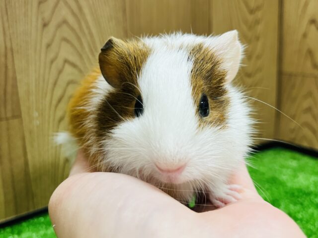 イングリッシュモルモット