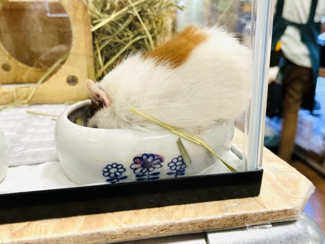 イングリッシュモルモット