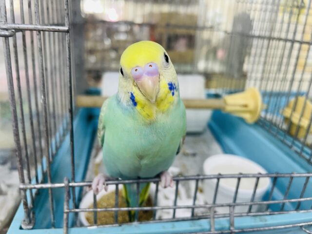 セキセイインコ