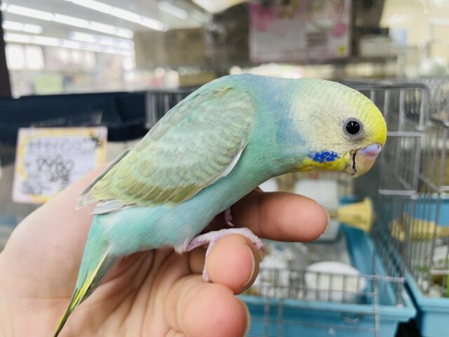 セキセイインコ