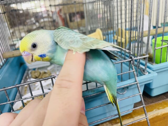 セキセイインコ