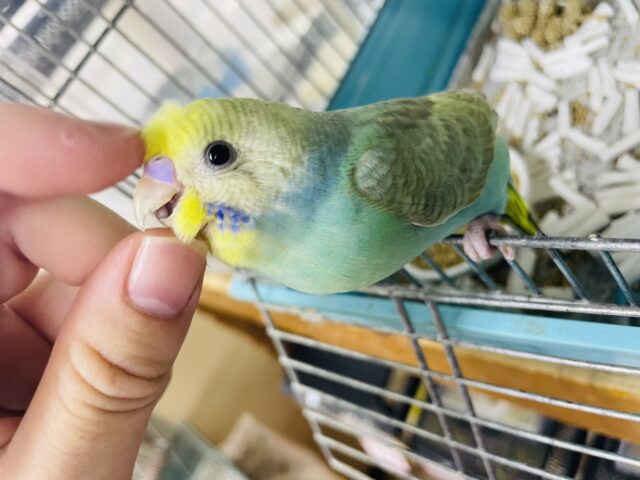セキセイインコ
