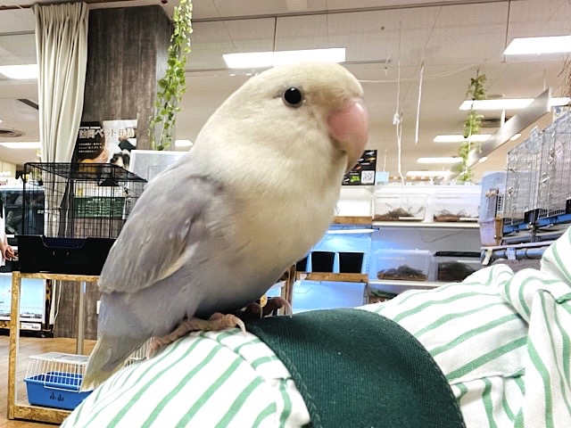 コザクラインコ（小桜インコ）