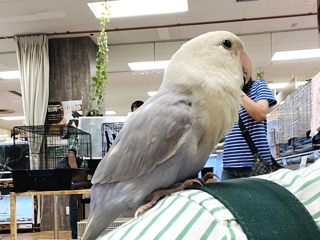 コザクラインコ（小桜インコ）