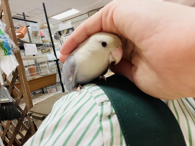 コザクラインコ（小桜インコ）
